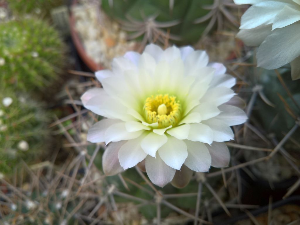 Gymnocalycium gibbosum